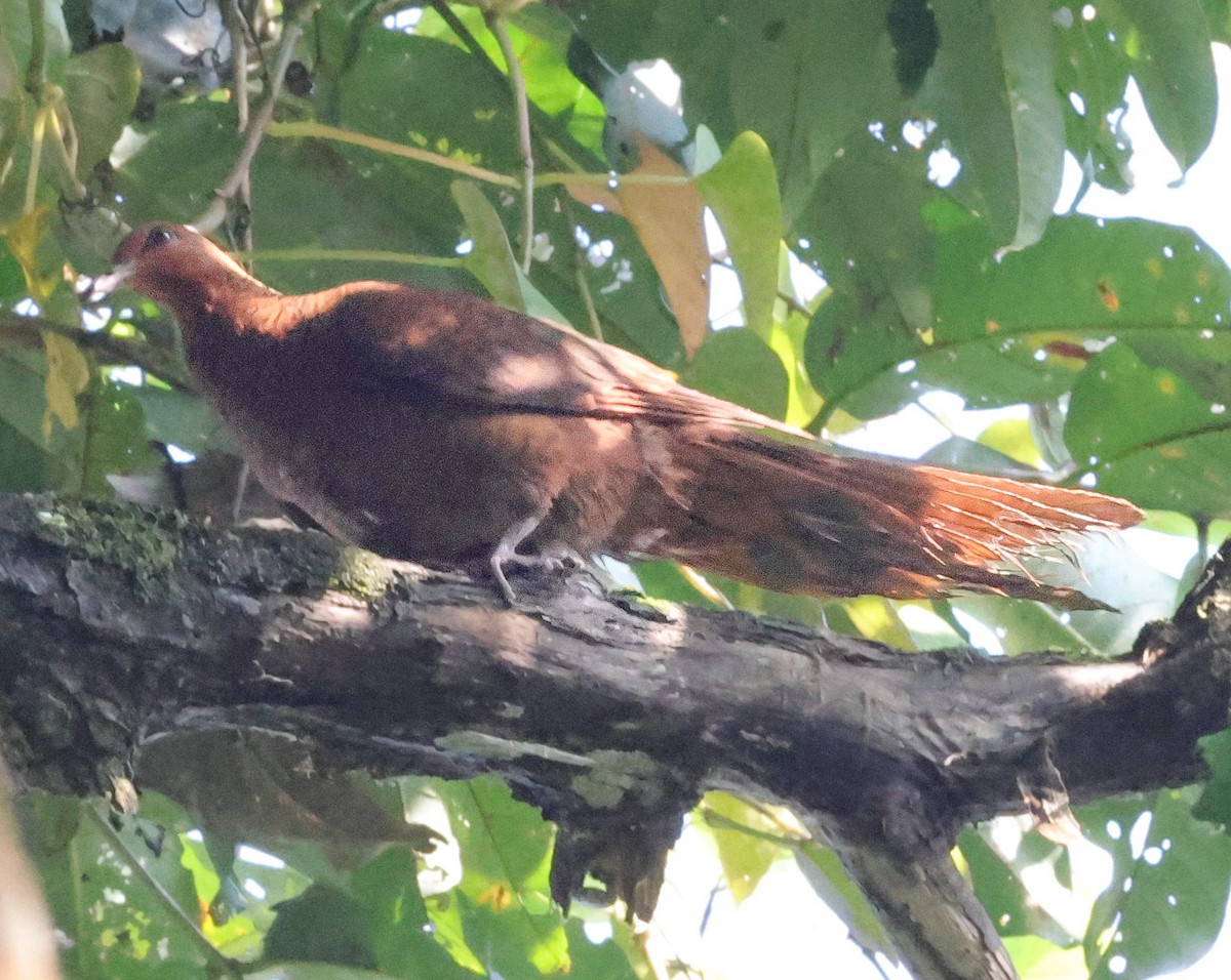 Kızıl Guguk Kumrusu - ML645214190