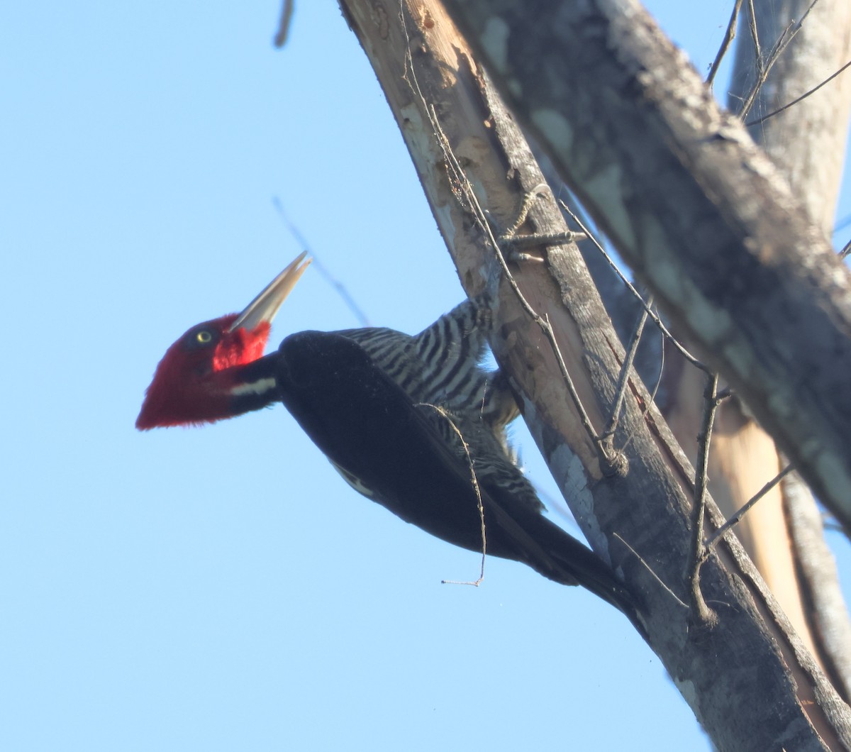 Pale-billed Woodpecker - ML645214193