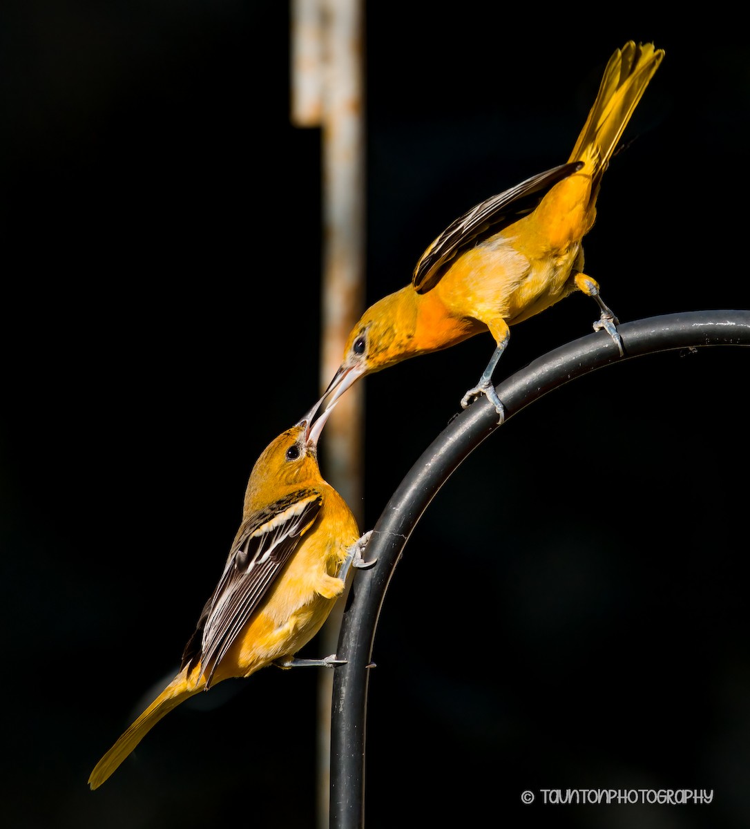 פזאי צפוני - ML645214195