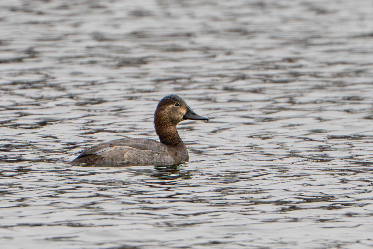 Common Pochard - ML645214196
