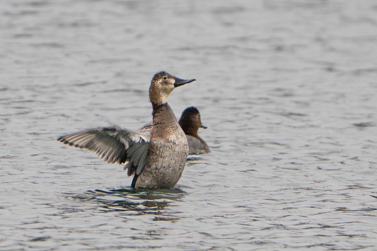 Common Pochard - ML645214197