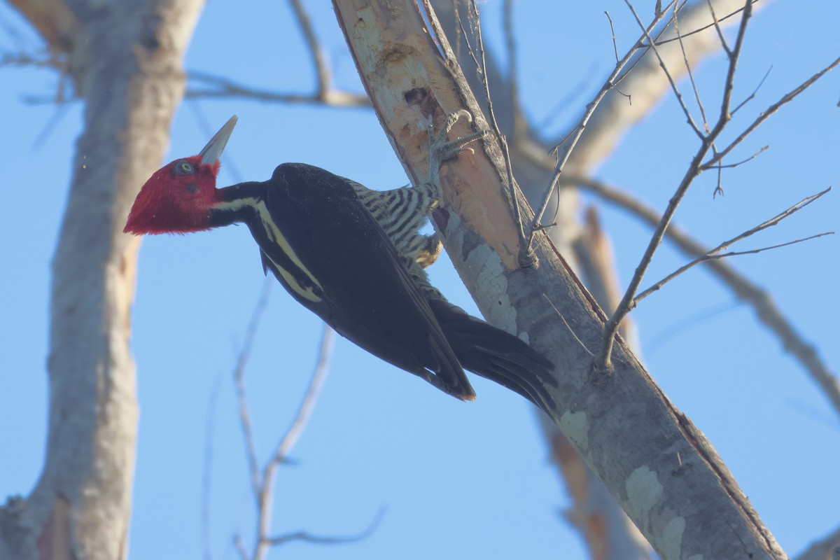 Pale-billed Woodpecker - ML645214200