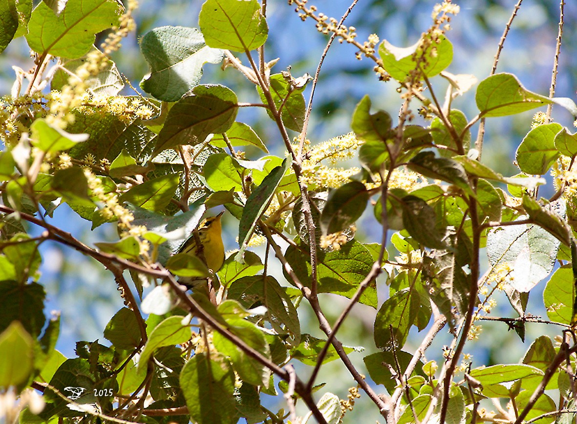Blackburnian Warbler - ML645214201