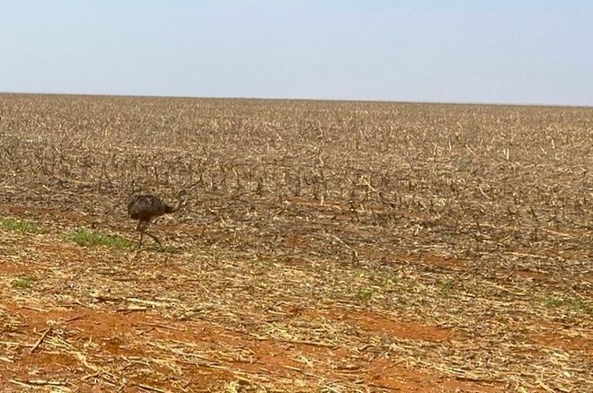 Ñandu nagusia - ML645214210