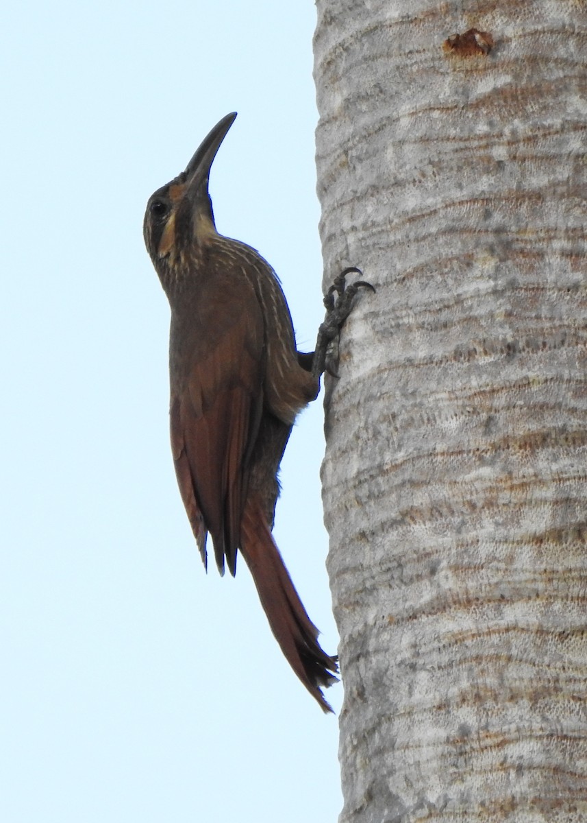 Moustached Woodcreeper - ML645214211