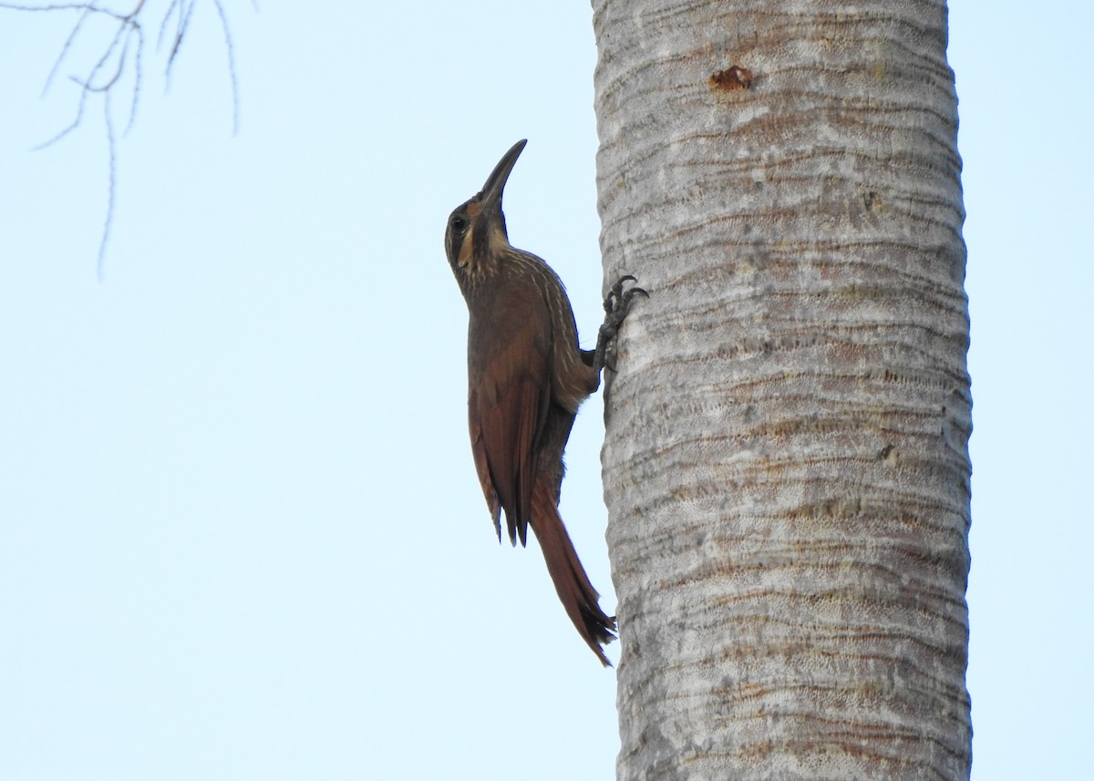 Moustached Woodcreeper - ML645214212