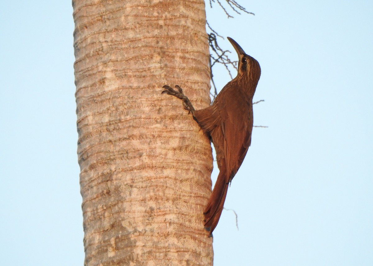 Moustached Woodcreeper - ML645214213