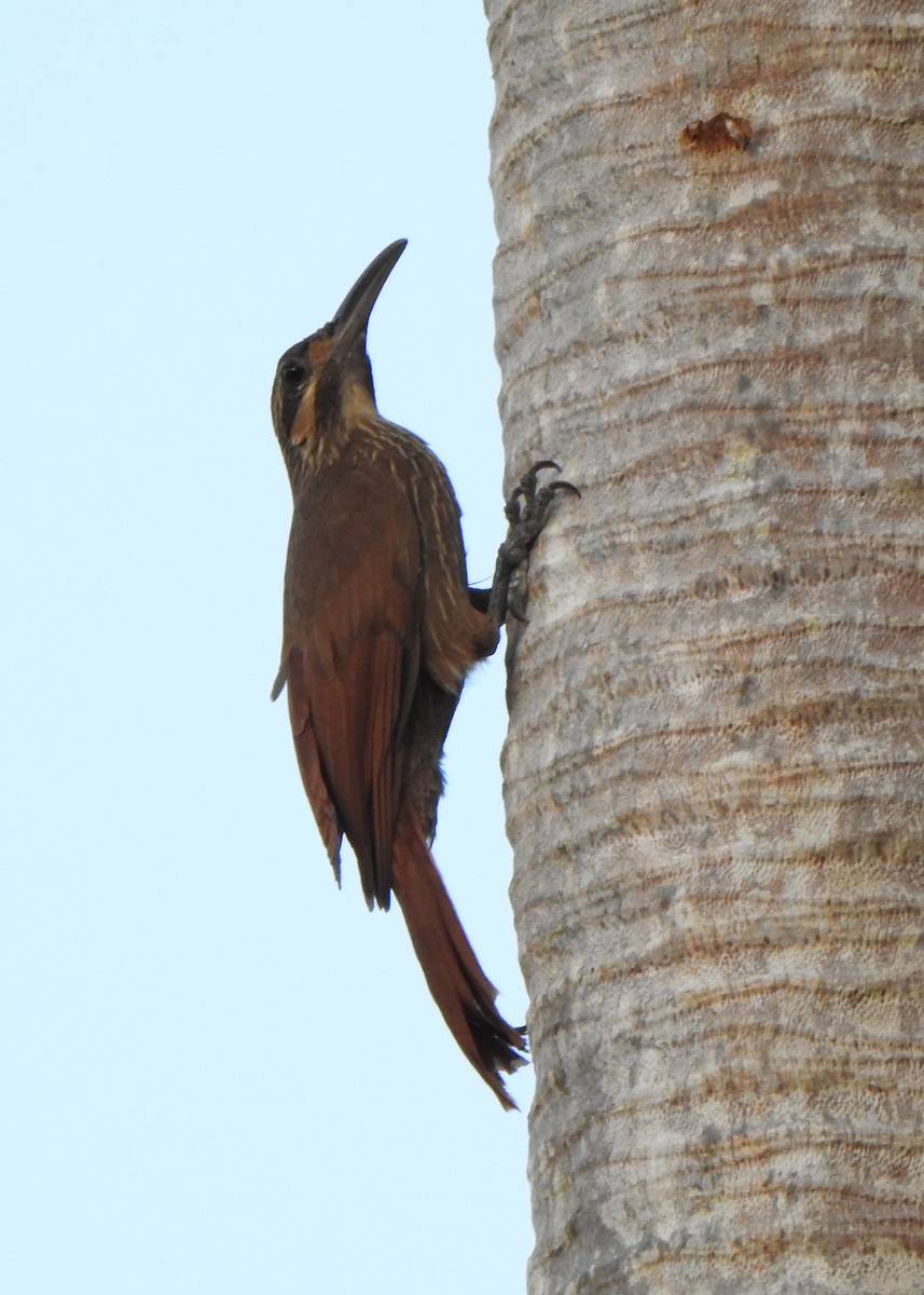 Moustached Woodcreeper - ML645214214