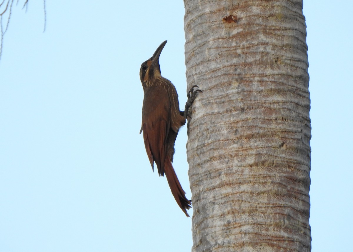 Moustached Woodcreeper - ML645214215
