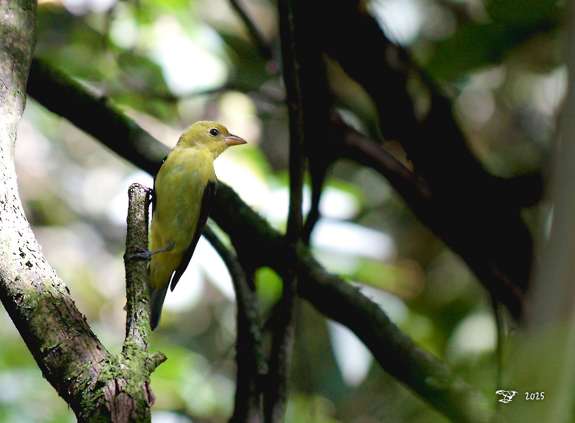 Scarlet Tanager - ML645214220
