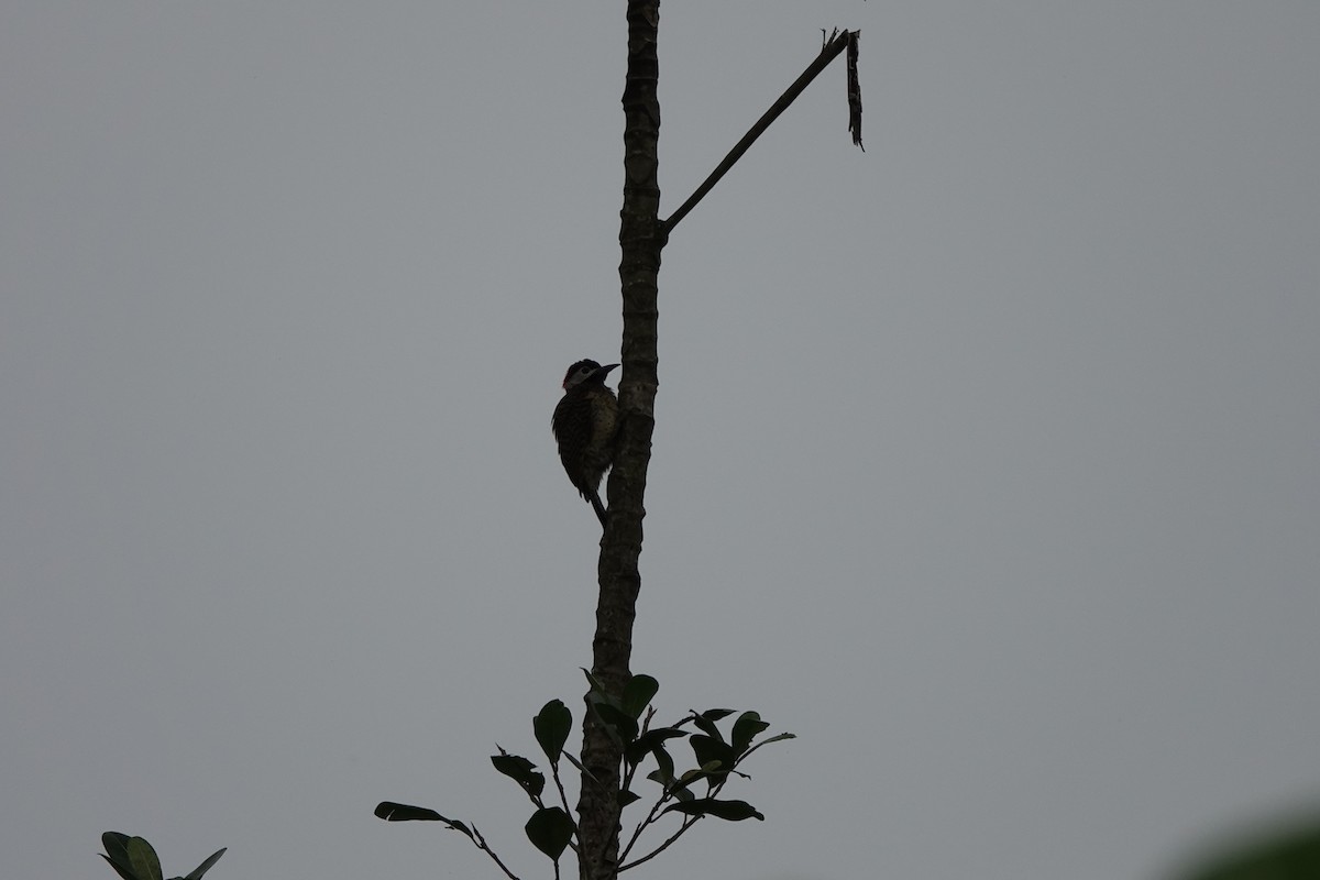 Spot-breasted Woodpecker - ML645214224