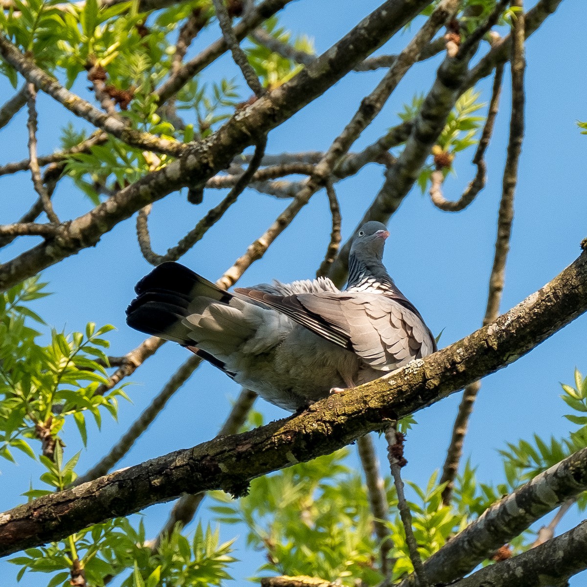 Common Wood-Pigeon - ML645214230