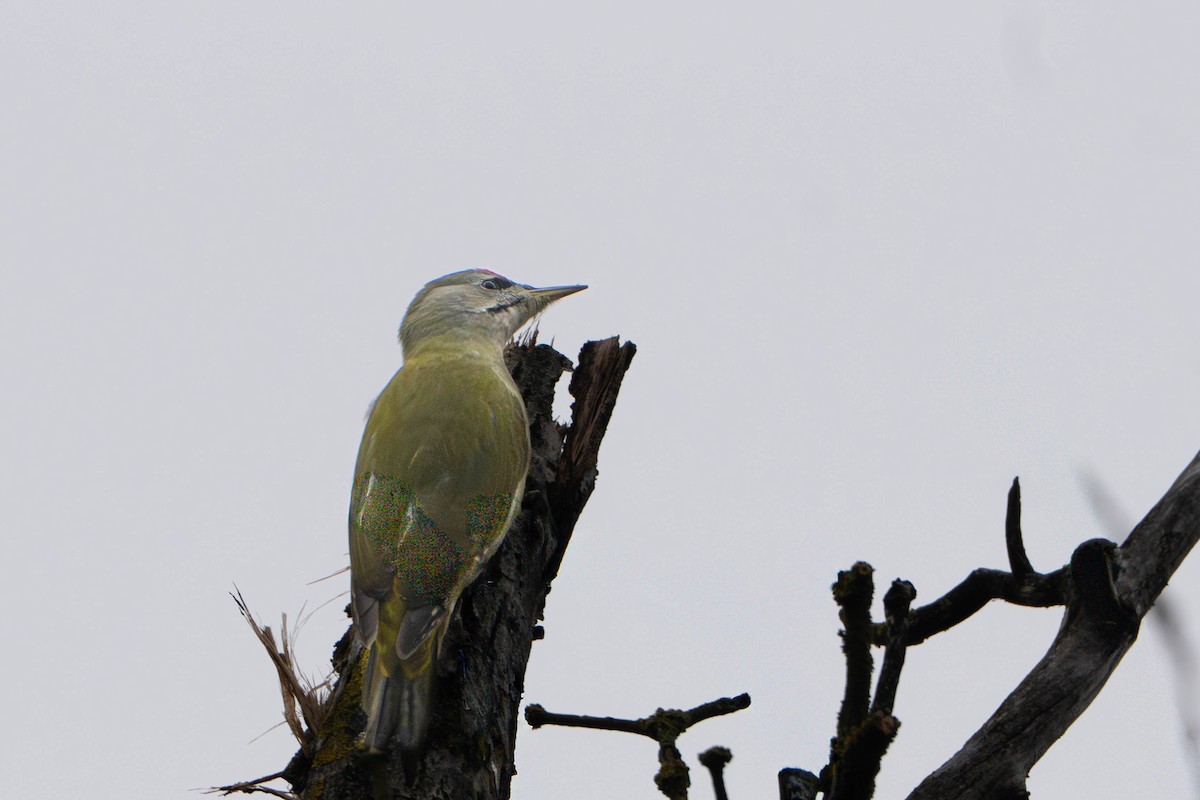 Pic cendré - ML645214233