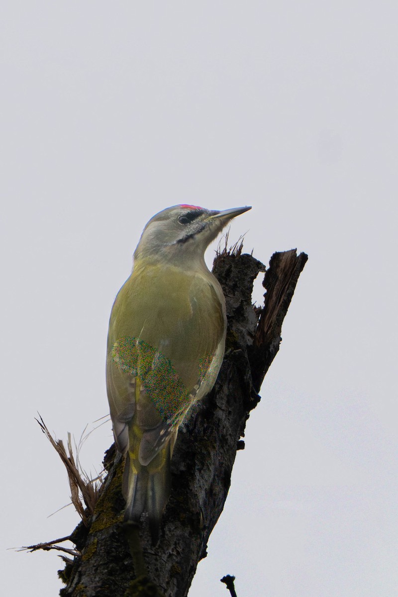 Pic cendré - ML645214234