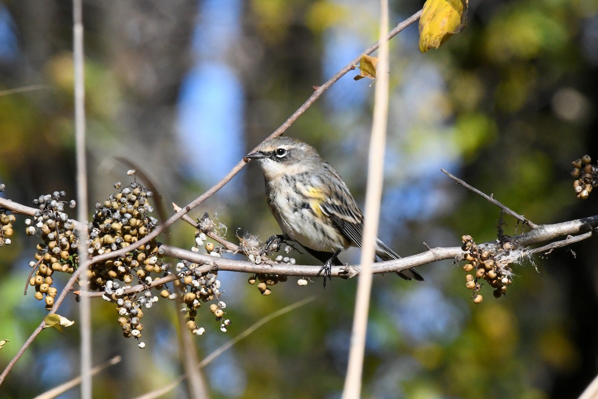 キヅタアメリカムシクイ - ML645214239