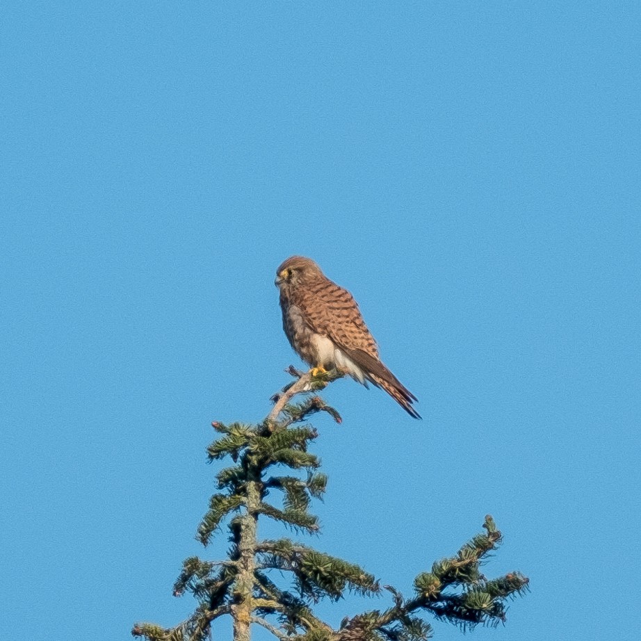 Eurasian Kestrel - ML645214242