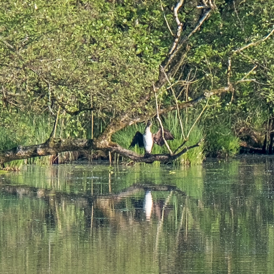 kormorán velký - ML645214243