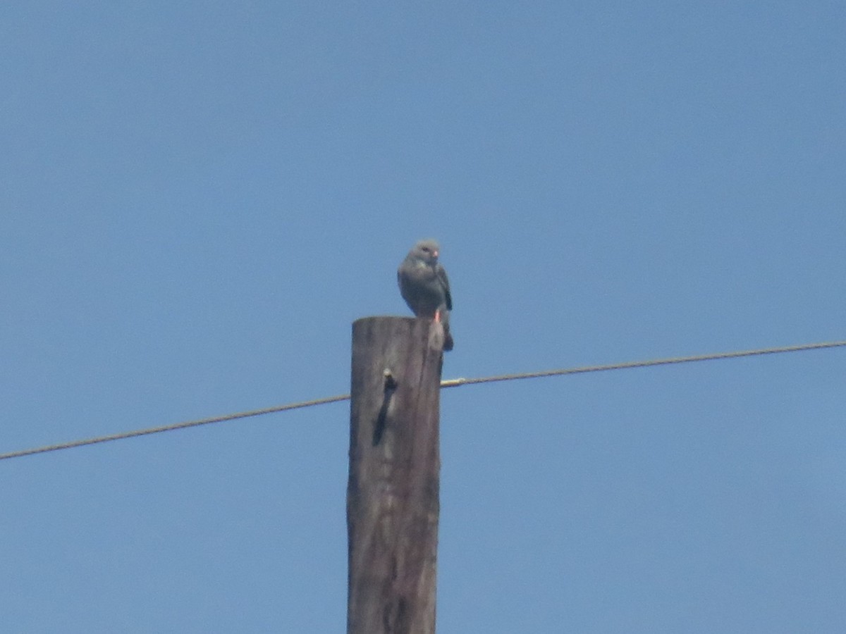 Lizard Buzzard - ML645214248