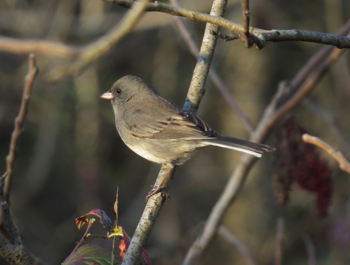 Dark-eyed Junco - ML645214253
