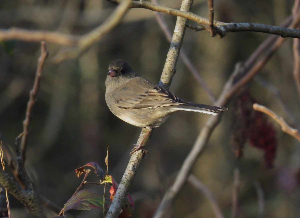 Dark-eyed Junco - ML645214262