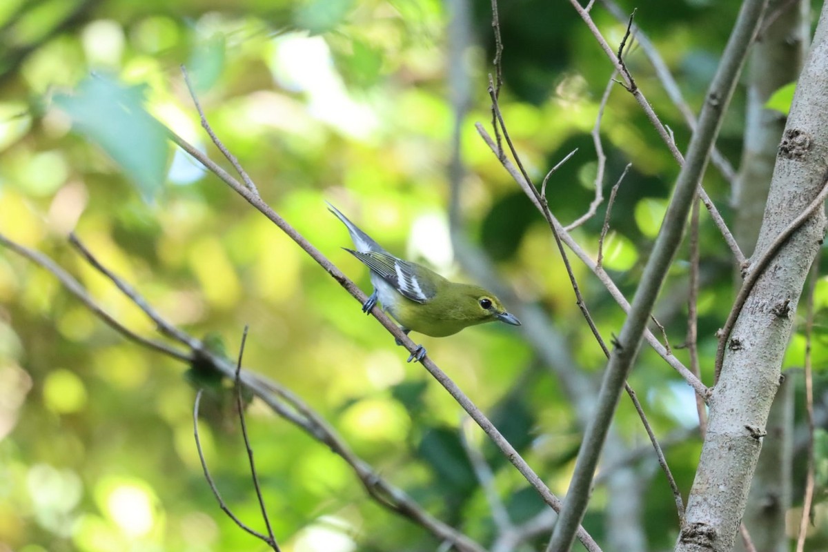 Yellow-throated Vireo - ML645214274