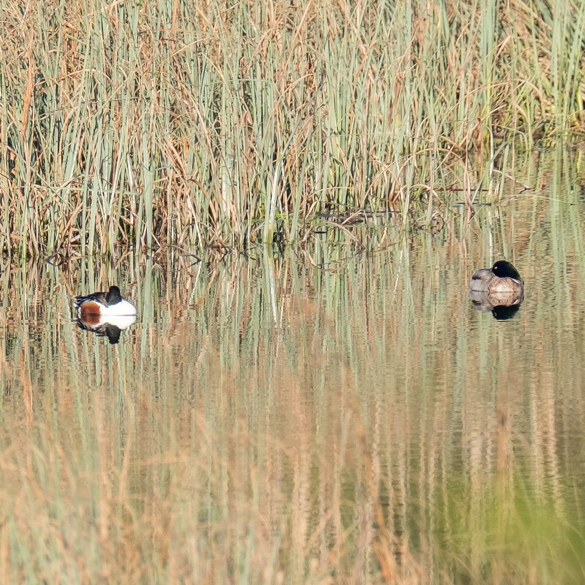 Northern Shoveler - ML645214283