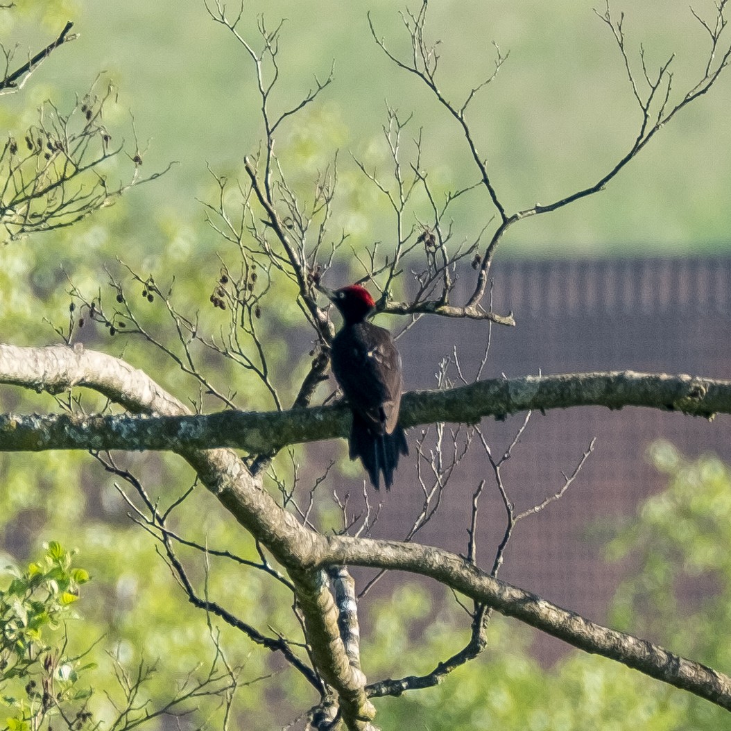 Black Woodpecker - ML645214285