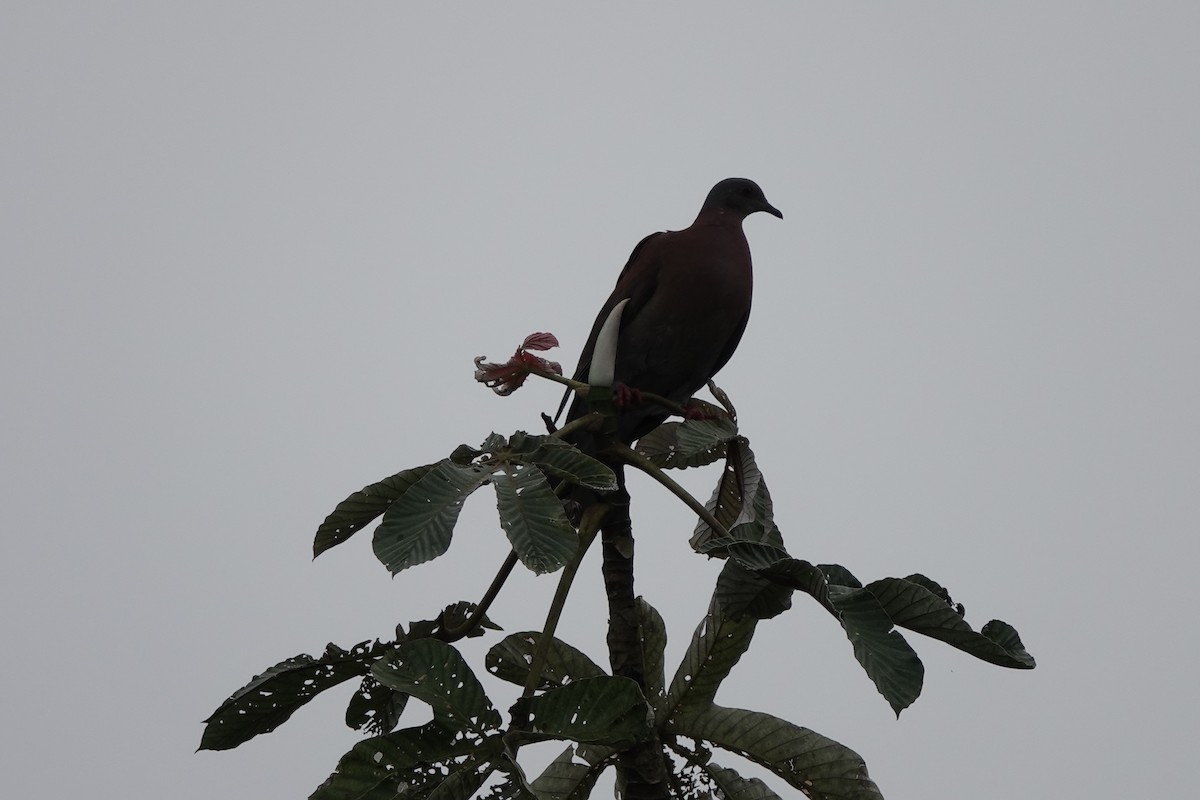 Pale-vented Pigeon - ML645214290