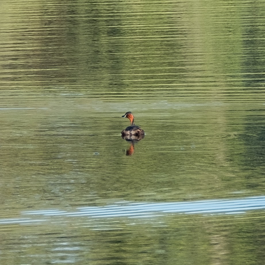 Little Grebe - ML645214297