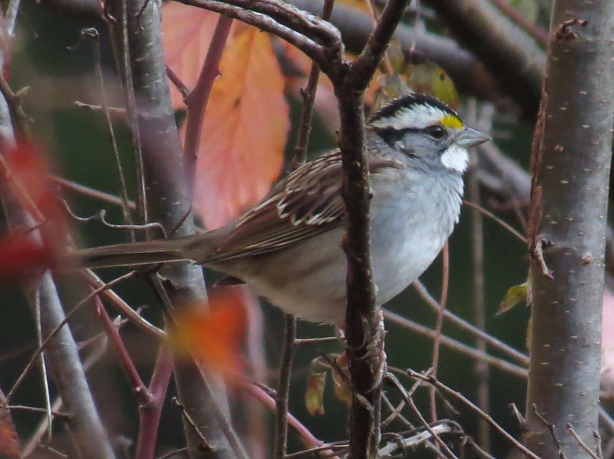 White-throated Sparrow - ML645214298