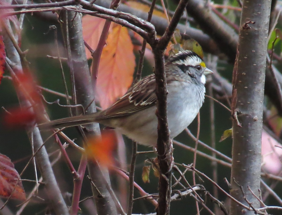 White-throated Sparrow - ML645214299