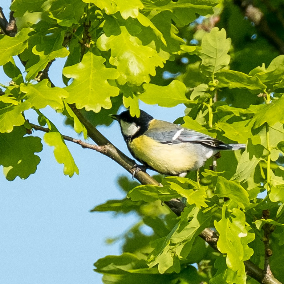 Great Tit - ML645214305