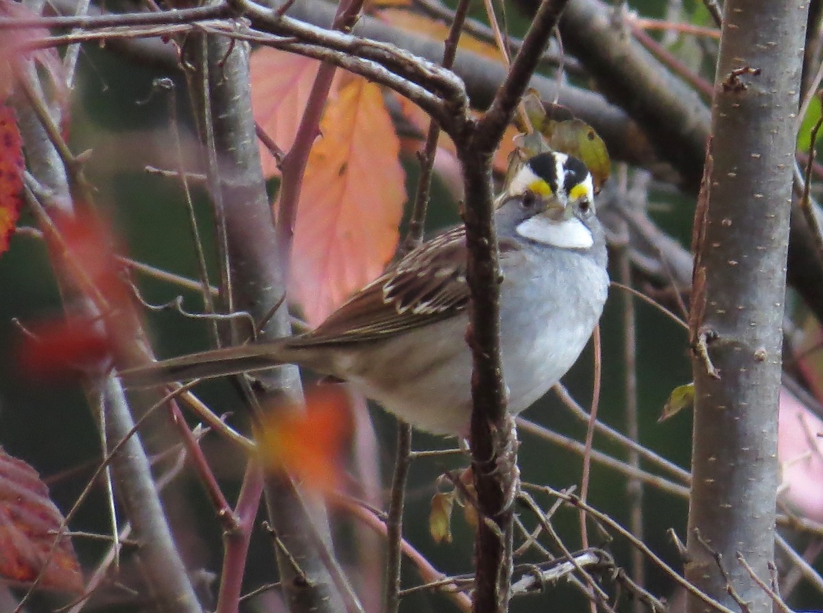 White-throated Sparrow - ML645214308