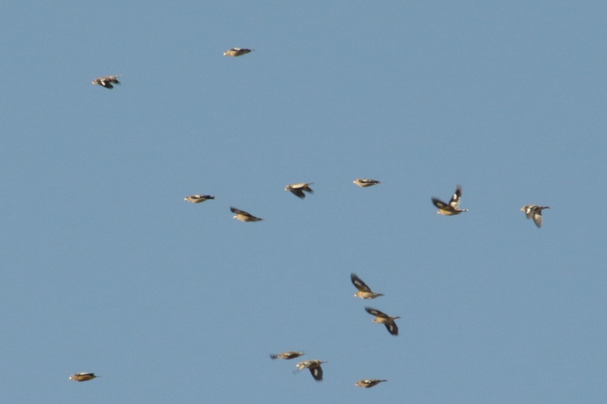 Evening Grosbeak - ML645214309