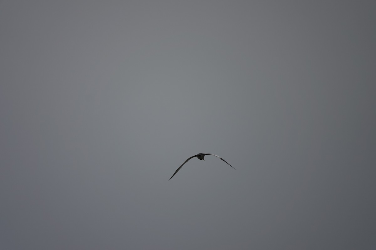Large-billed Tern - ML645214312