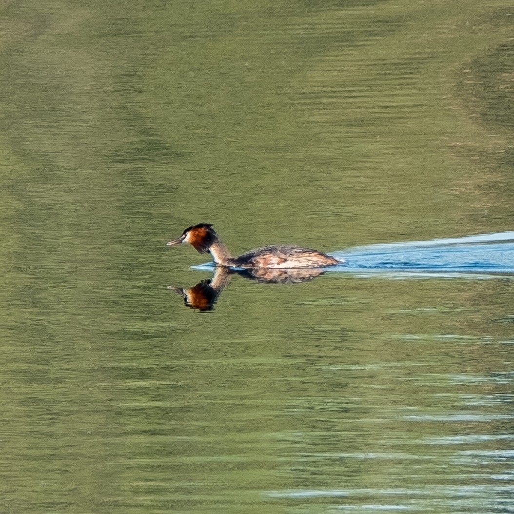 Great Crested Grebe - ML645214313