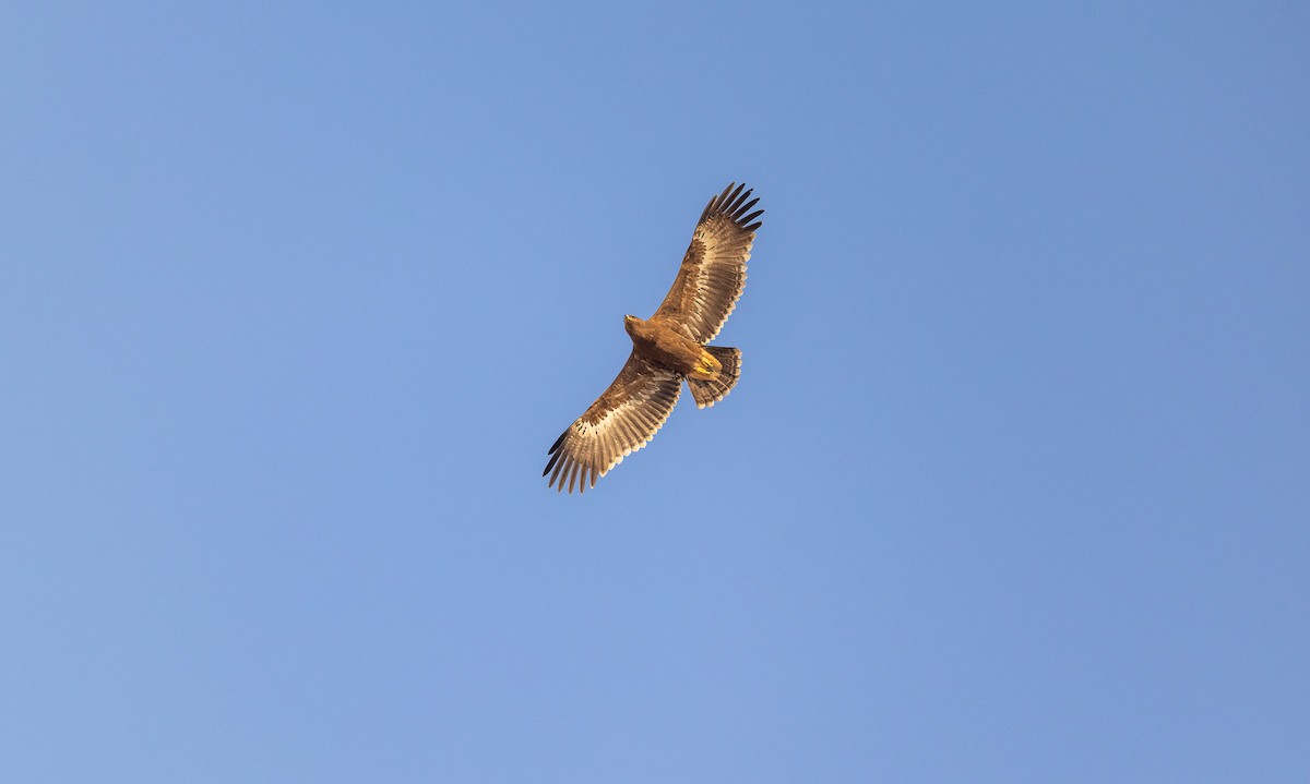 Тарважи бүргэд - ML645214316