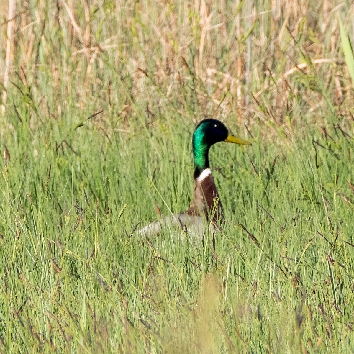 Mallard - ML645214317