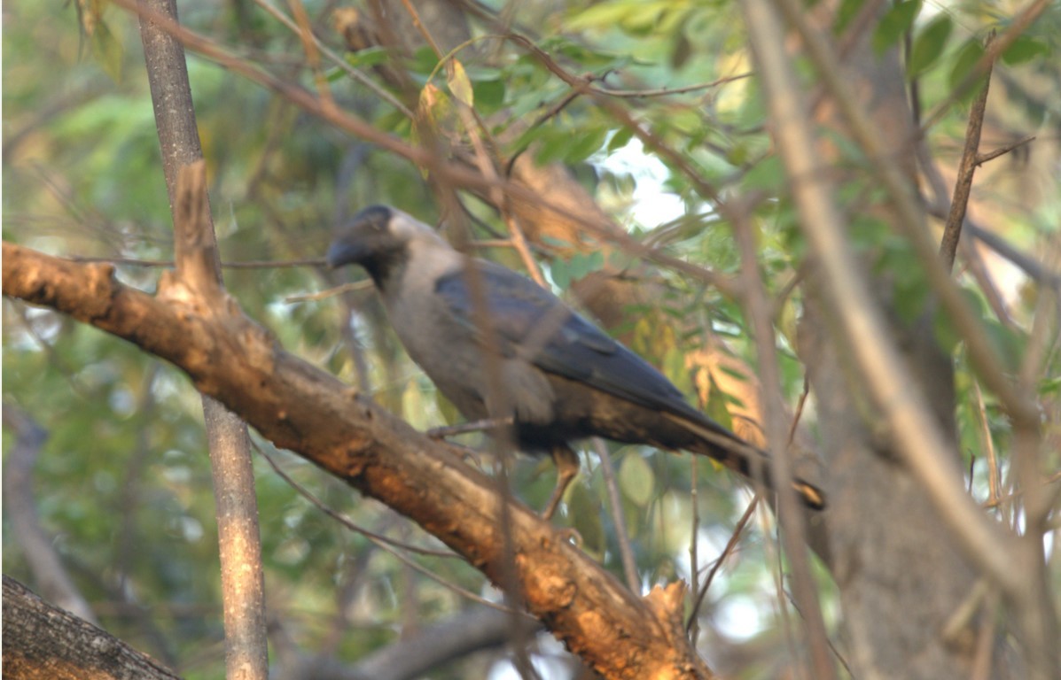 עורב הודי - ML645214319