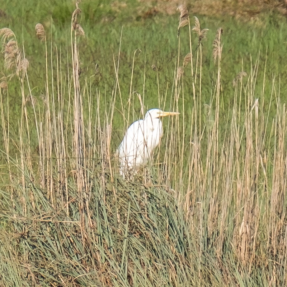 Great Egret - ML645214339