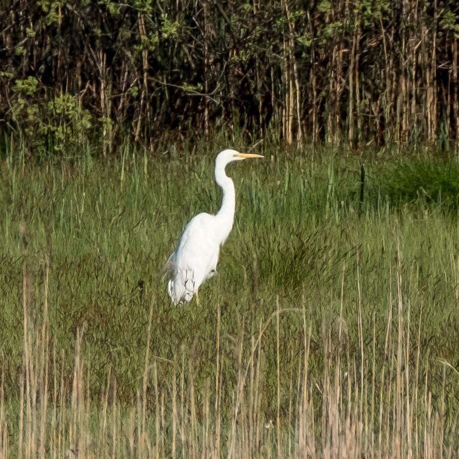 Great Egret - ML645214343