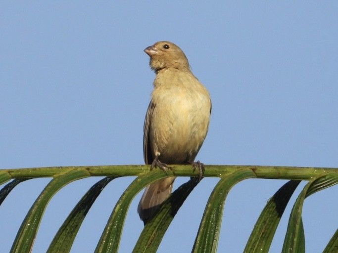 Chestnut-bellied Seedeater - ML645214350