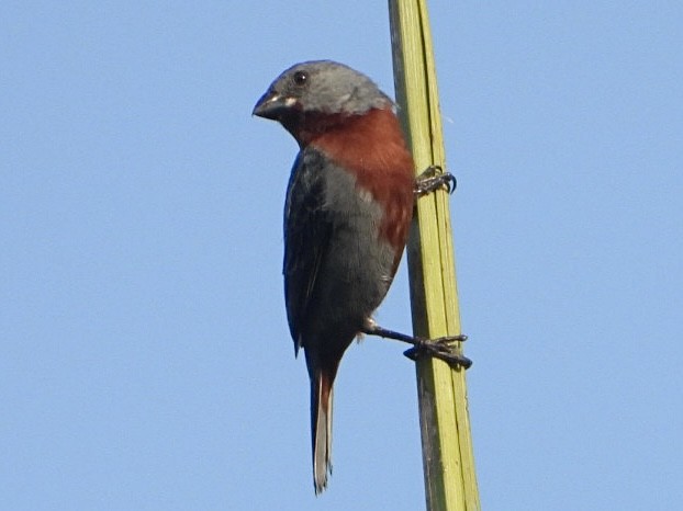 Chestnut-bellied Seedeater - ML645214352
