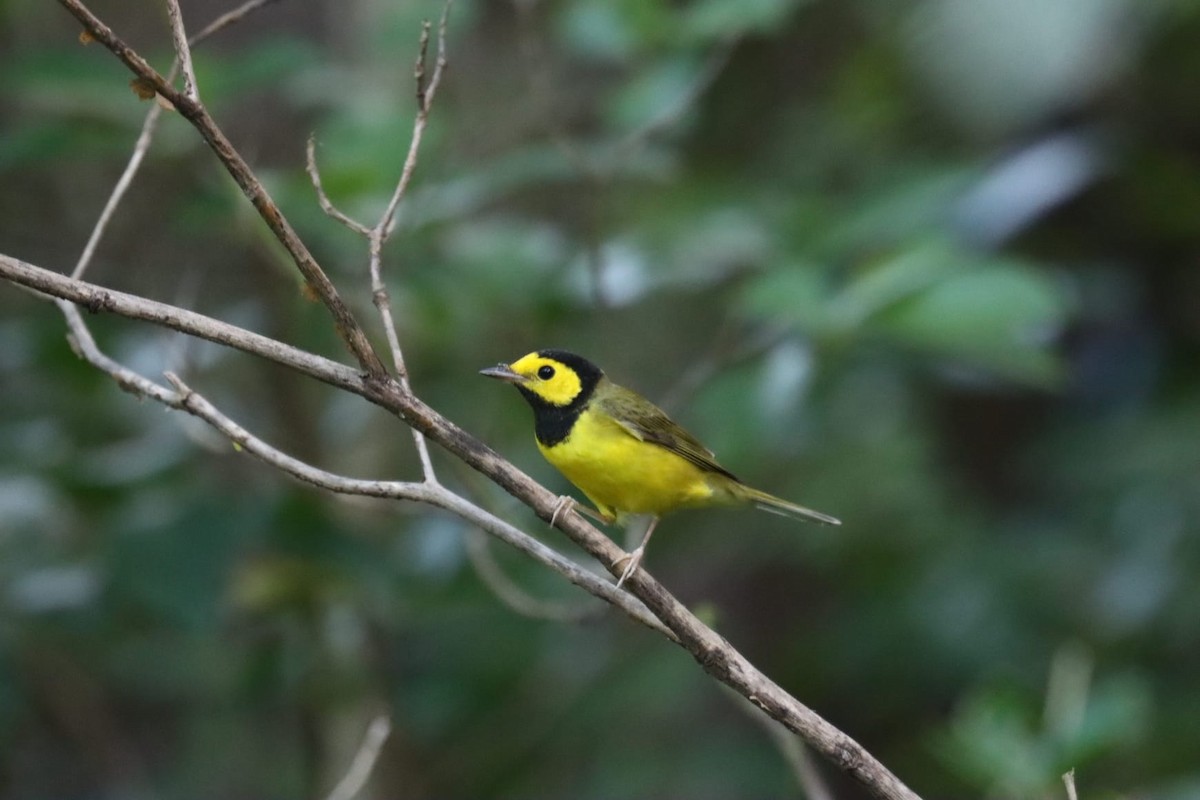 Болотянка чорногорла - ML645214362