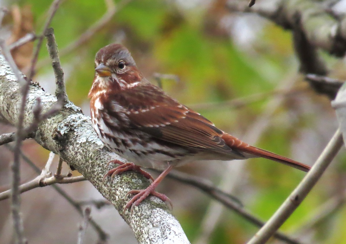 Passerella variabile - ML645214363