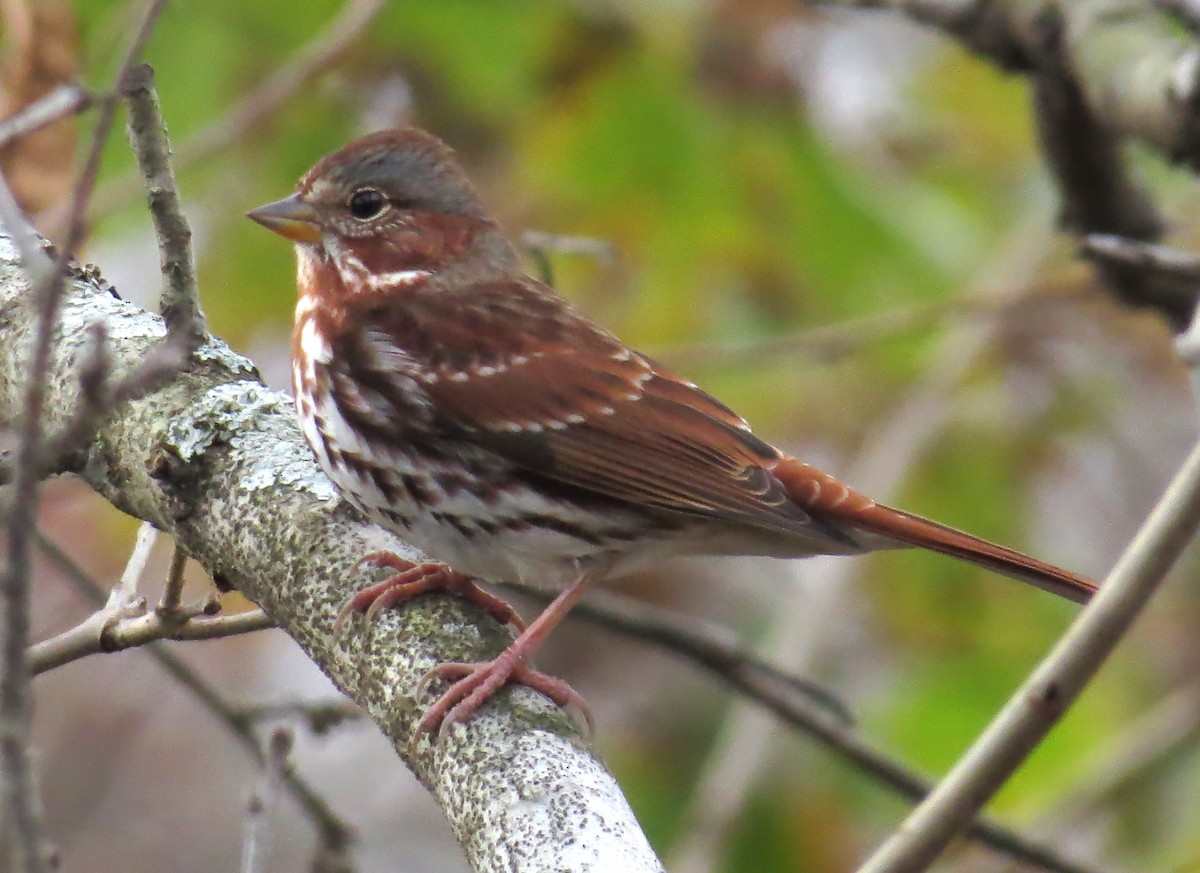 Passerella variabile - ML645214364