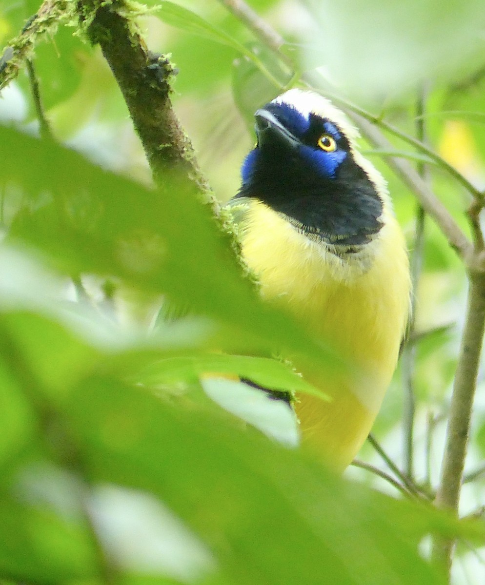 Green Jay - ML645214367
