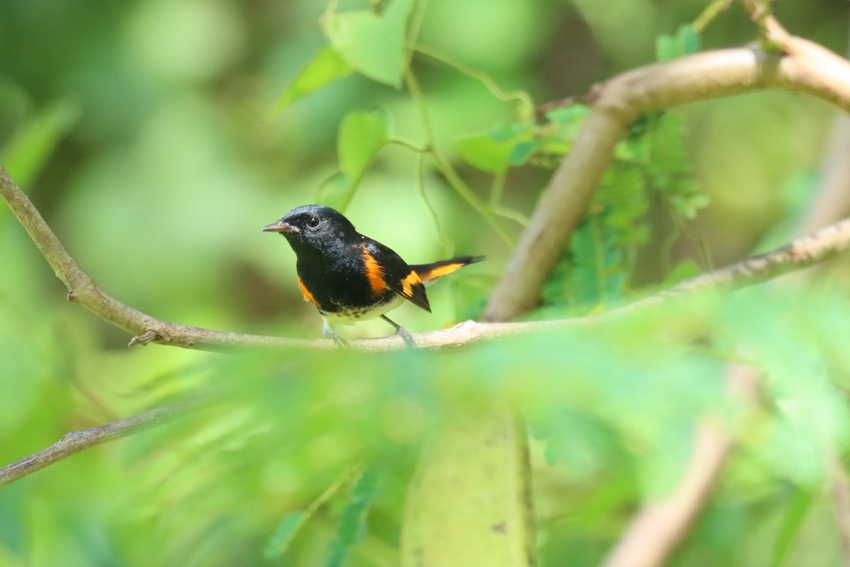 American Redstart - ML645214369