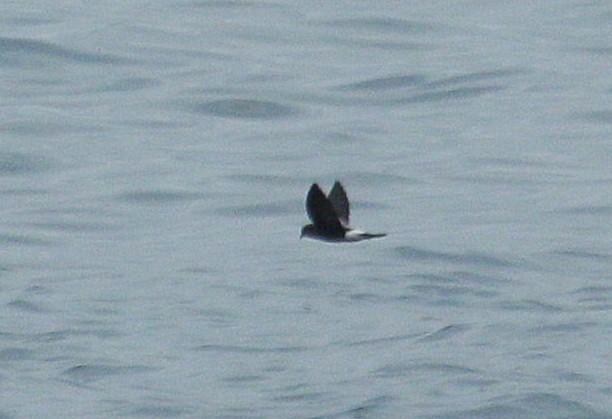 Wilson's Storm-Petrel - ML645214370