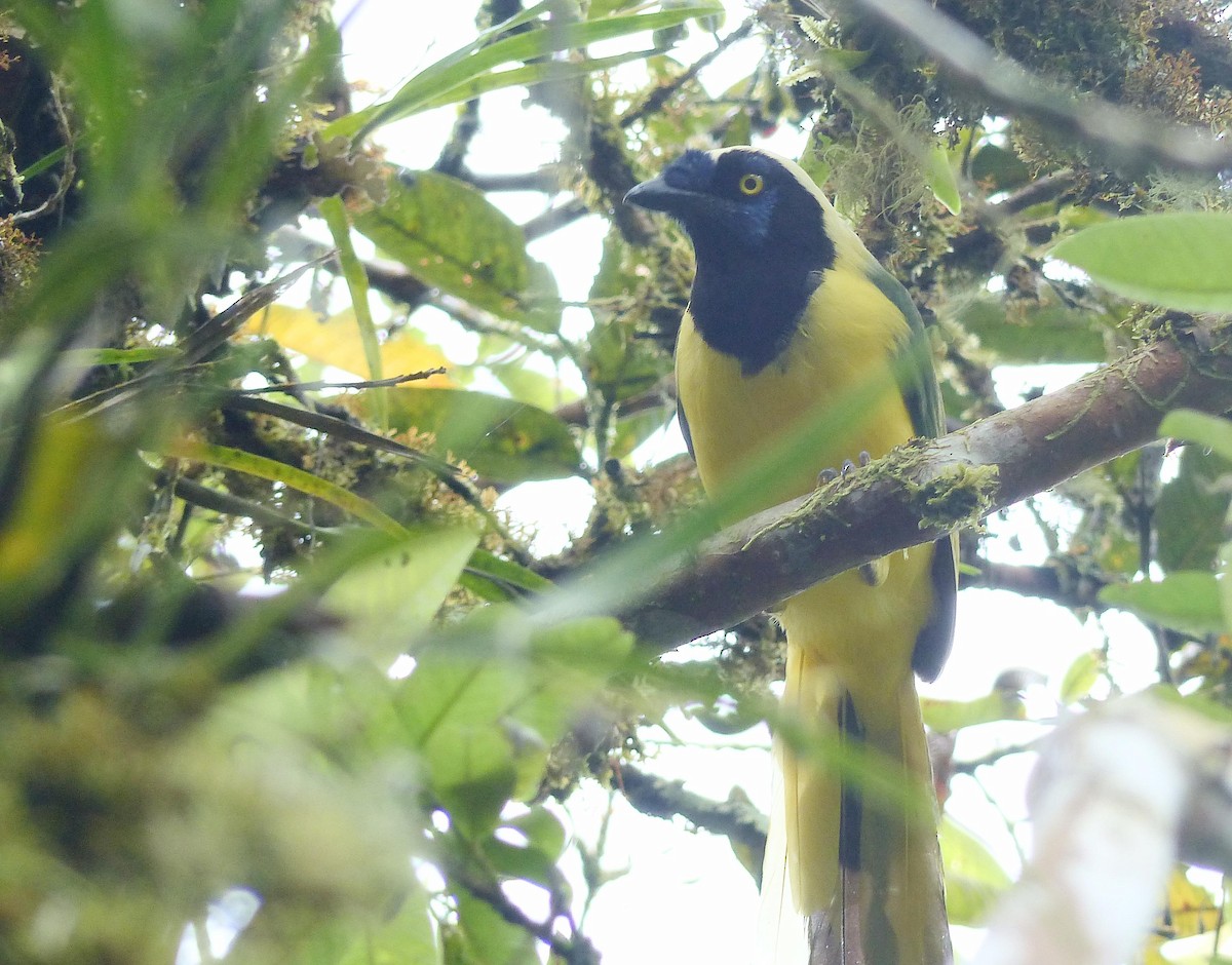 Green Jay - ML645214371